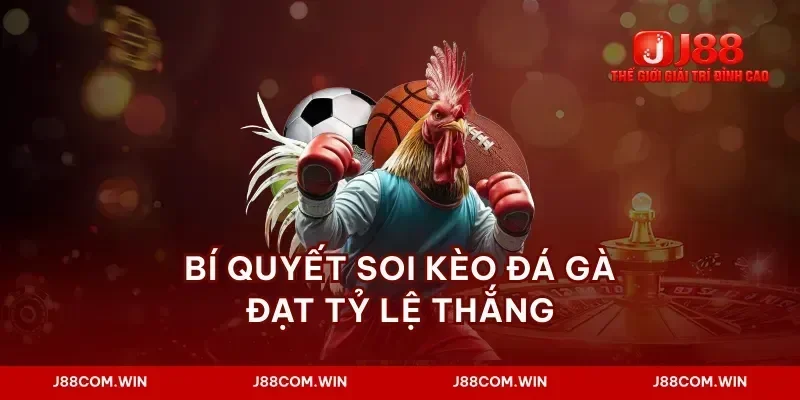 Bí quyết soi kèo đá gà đạt tỷ lệ thắng