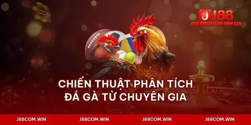 Chiến thuật phân tích đá gà từ chuyên gia