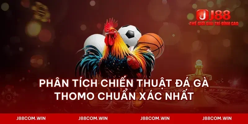 Phân tích chiến thuật đá gà thomo chuẩn xác nhất