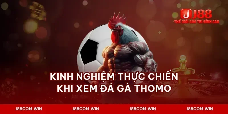 Kinh nghiệm thực chiến khi xem đá gà thomo