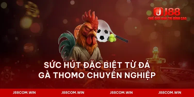 Sức hút đặc biệt từ đá gà thomo chuyên nghiệp