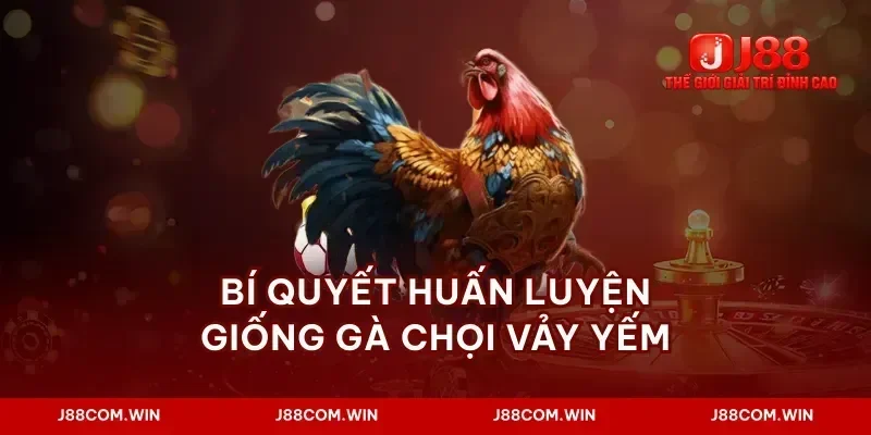 Bí quyết huấn luyện giống gà chọi vảy yếm