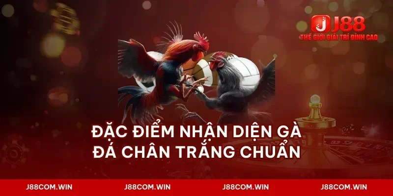 Đặc điểm nhận diện gà đá chân trắng chuẩn