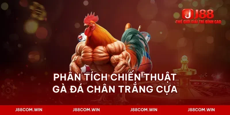 Phân tích chiến thuật gà đá chân trắng cựa