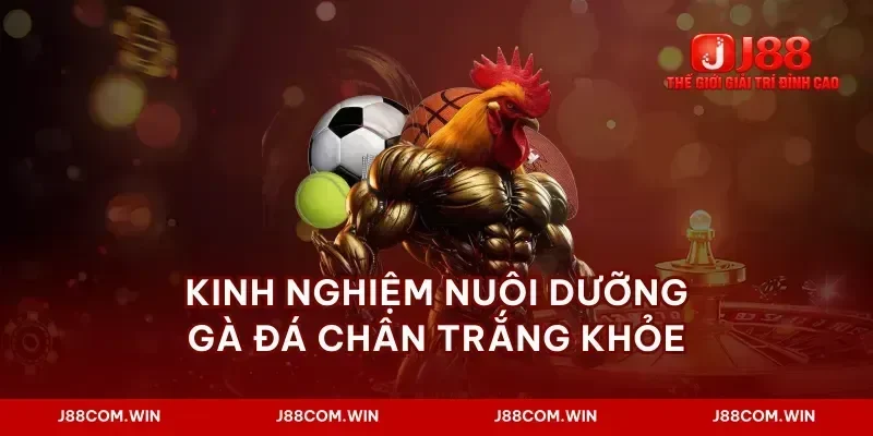 Kinh nghiệm nuôi dưỡng gà đá chân trắng khỏe