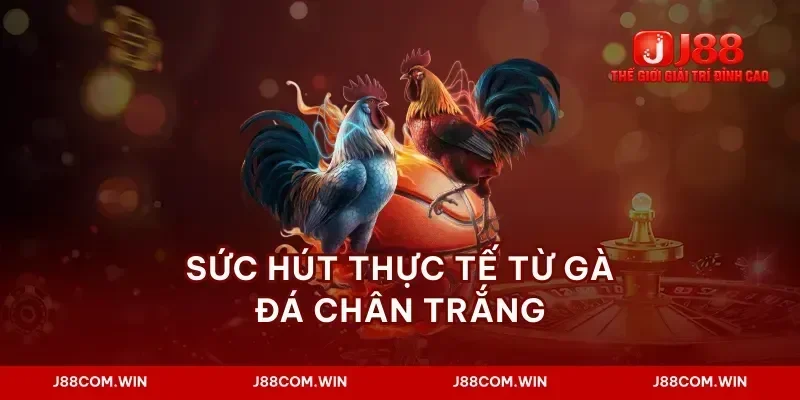 Sức hút thực tế từ gà đá chân trắng