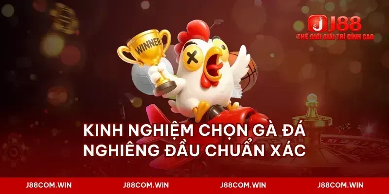 Kinh nghiệm chọn gà đá nghiêng đầu chuẩn xác