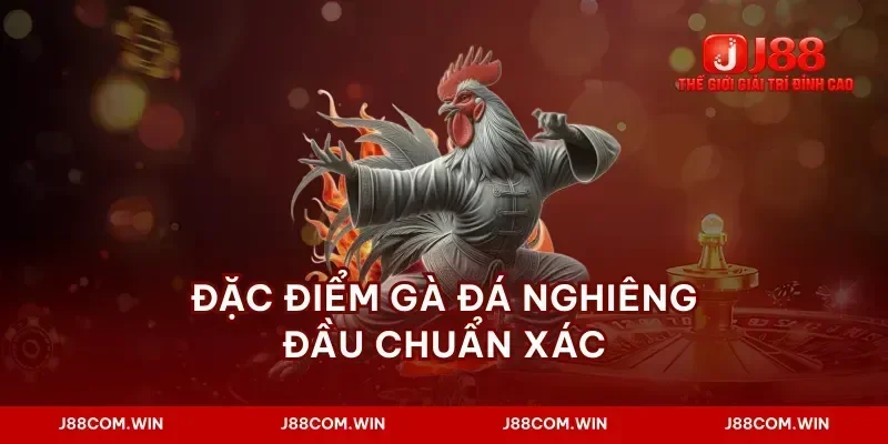 Đặc điểm gà đá nghiêng đầu chuẩn xác