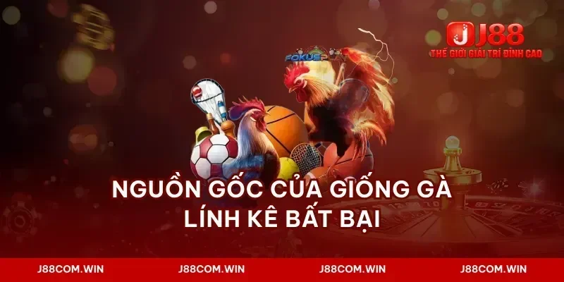Nguồn gốc của giống gà lính kê bất bại