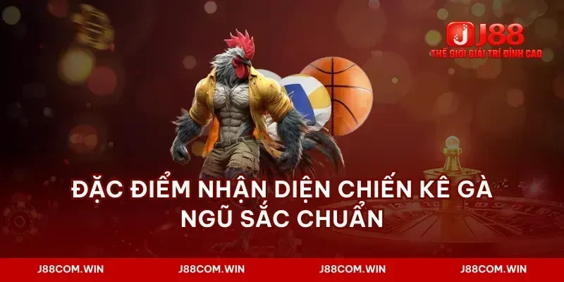 Đặc điểm nhận diện chiến kê gà ngũ sắc chuẩn