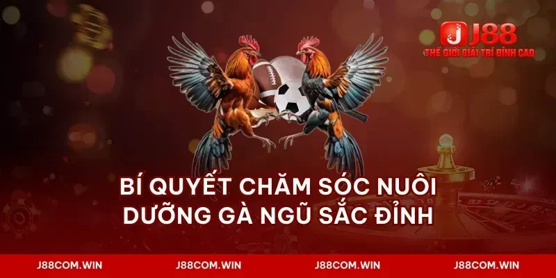 Bí quyết chăm sóc nuôi dưỡng gà ngũ sắc đỉnh