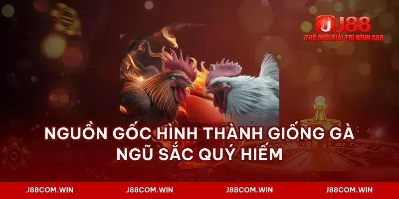 Nguồn gốc hình thành giống gà ngũ sắc quý hiếm